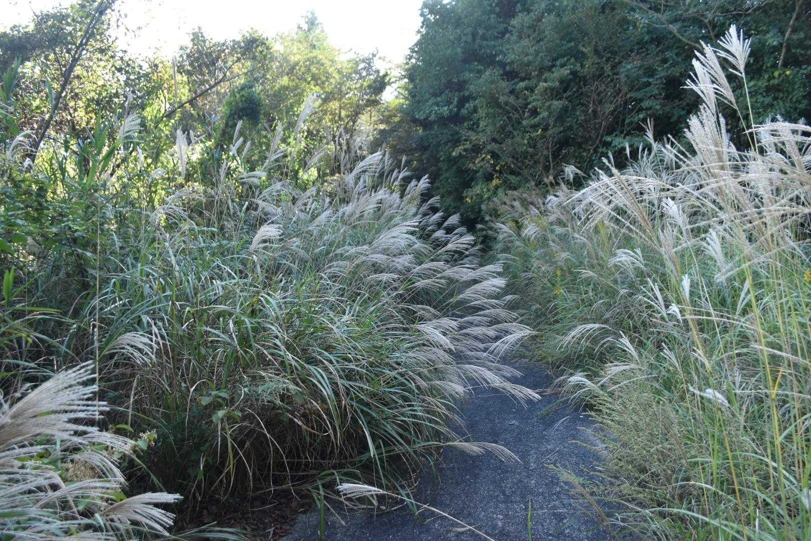 秋ロード。