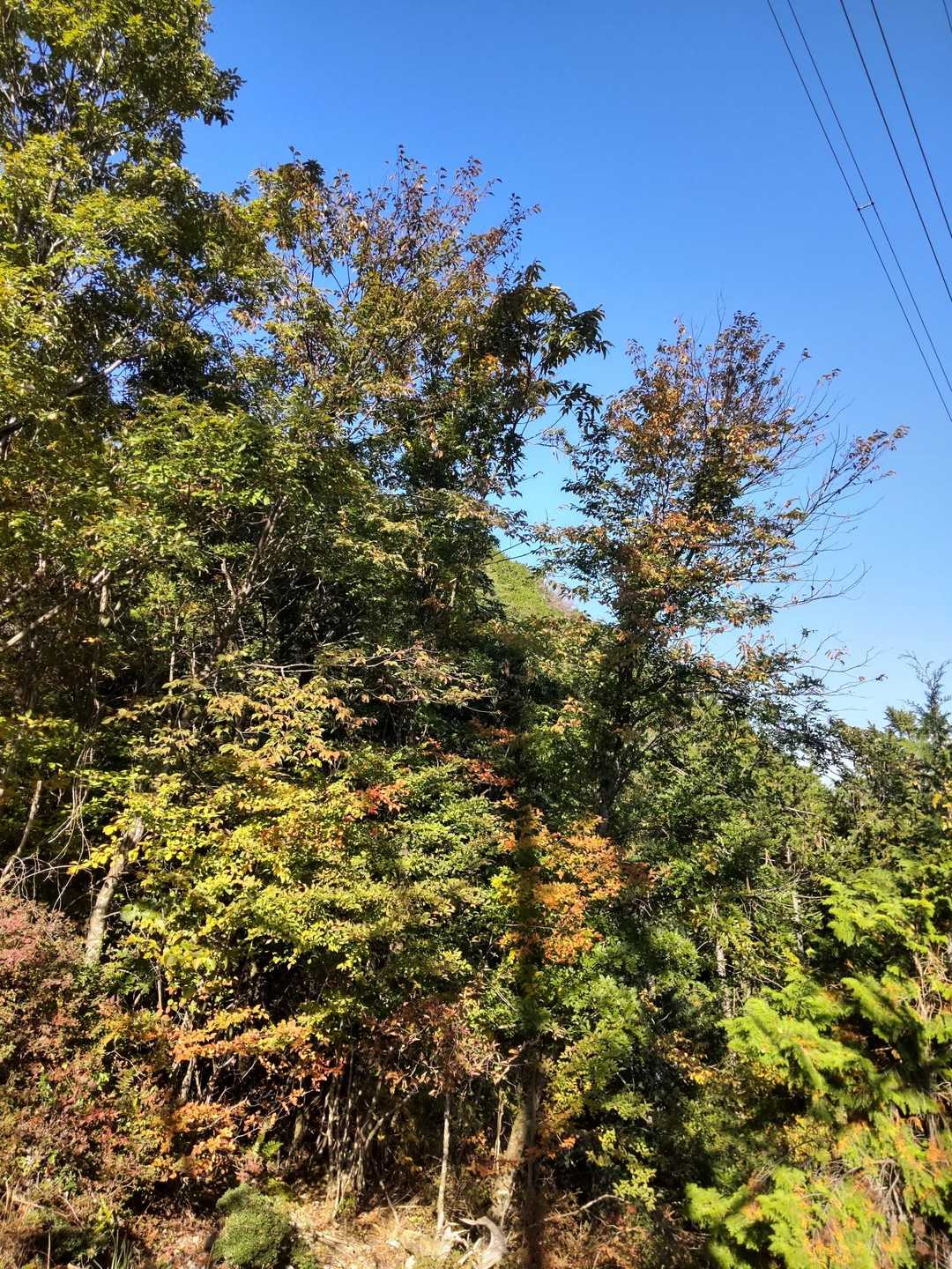 紅葉が始まってるね🍁