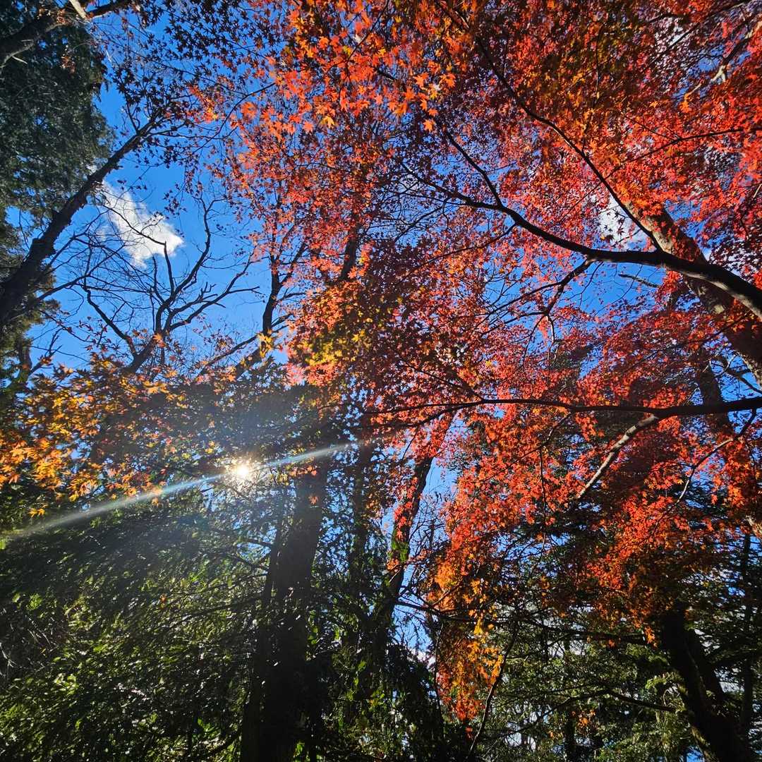 榎窪山-三沢峠-泰光寺山-西山峠 往復コースの写真