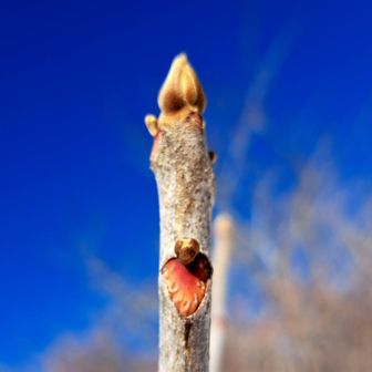 🐵に見えたのはヤマウルシかな🤔