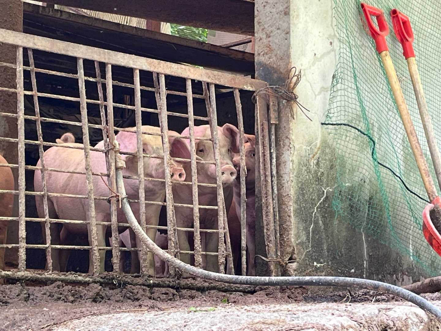 千尋のパパはどれかな👨？ブヒブヒ🐖