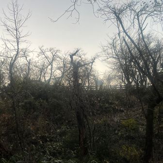 白鳥城跡を見上げる