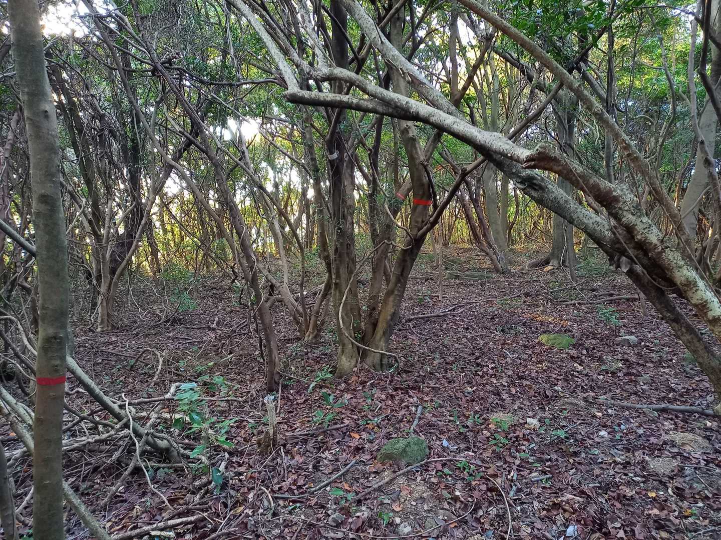 山頂到着。