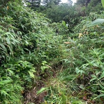 登山道の状況はあまり良く無い「可」レベル