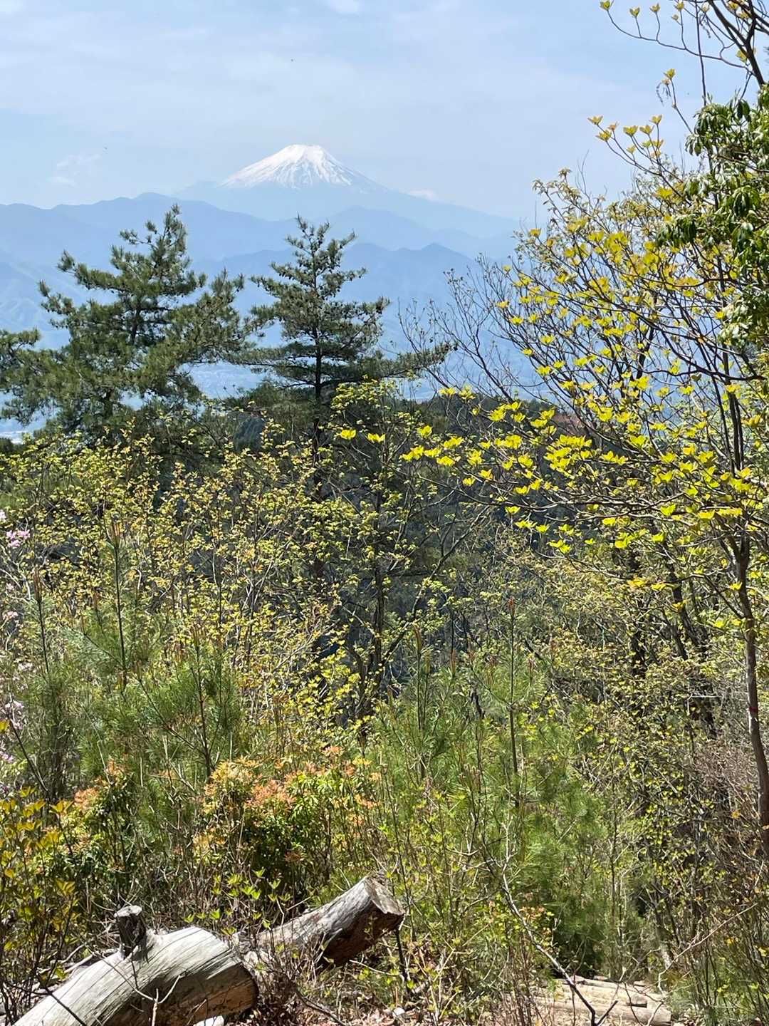 石楯尾神社前バス停-佐野川峠-茅丸-連行峰-和田登山口-和 縦走コースの写真