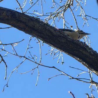 しかし凄い嘴だわ