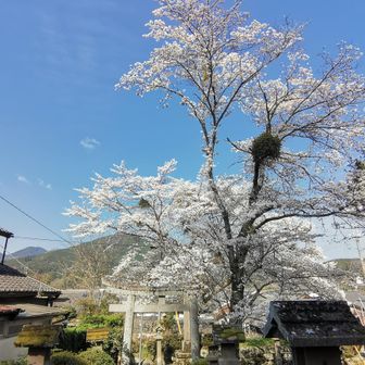 鳥居の桜が見事🌸