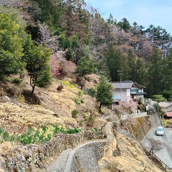 両神山荘の近くの花が綺麗でした