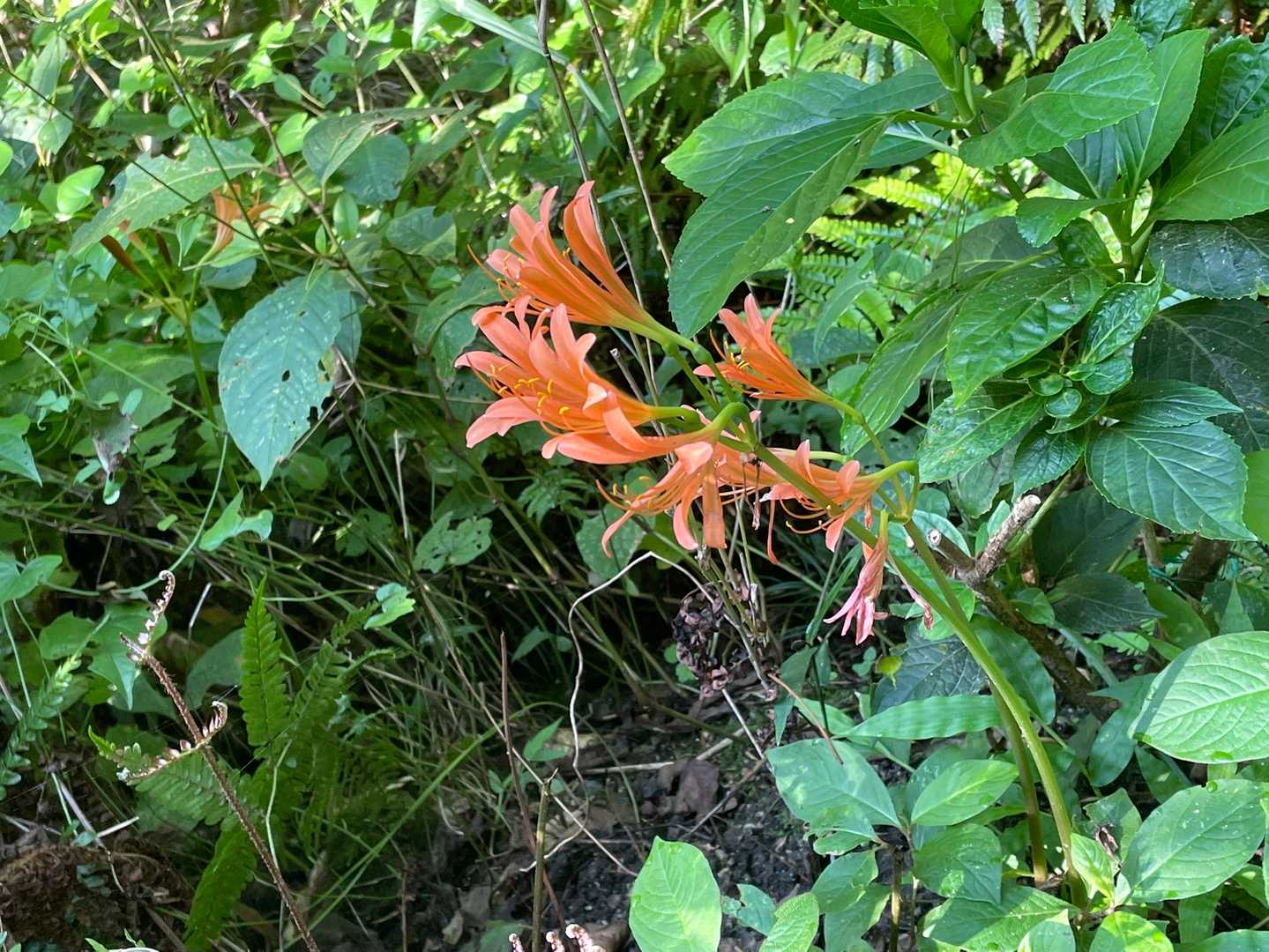 キツネの🦊カミソリ