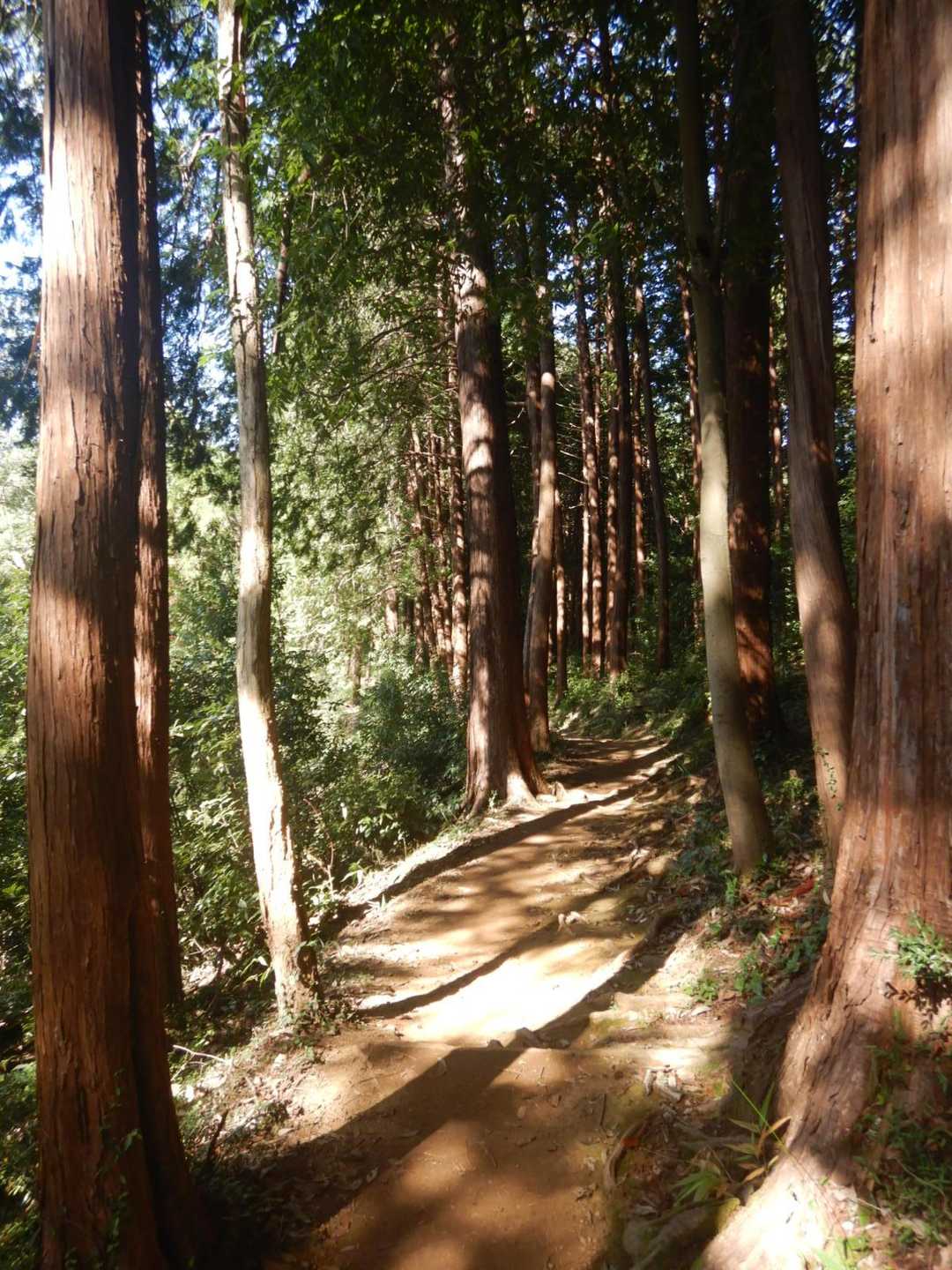 天覧山-多峯主山 周回コースの写真