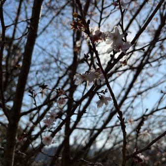 花の季節が待ち遠しい。