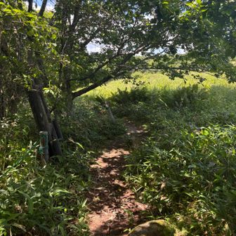 最後、再び明るい樹林帯を抜けます