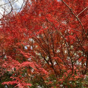 素晴らしい紅葉🍁でした😘