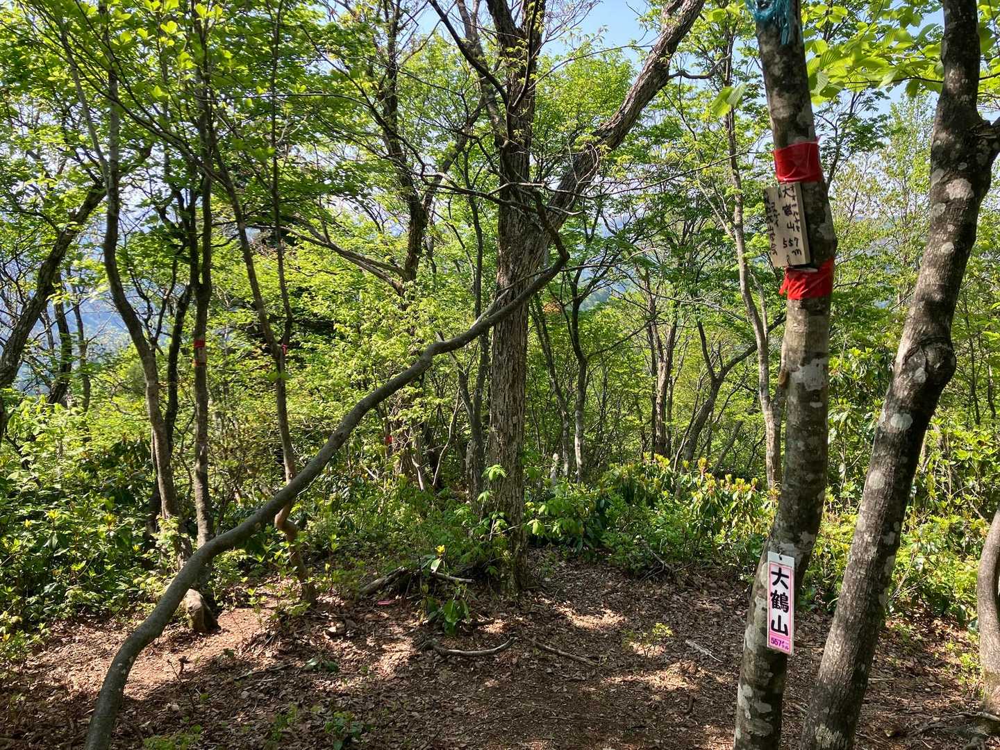 三座目 大鶴山 登頂‼︎
ピーク毎に結構⤴️⤵️あり
意外とキツい💦