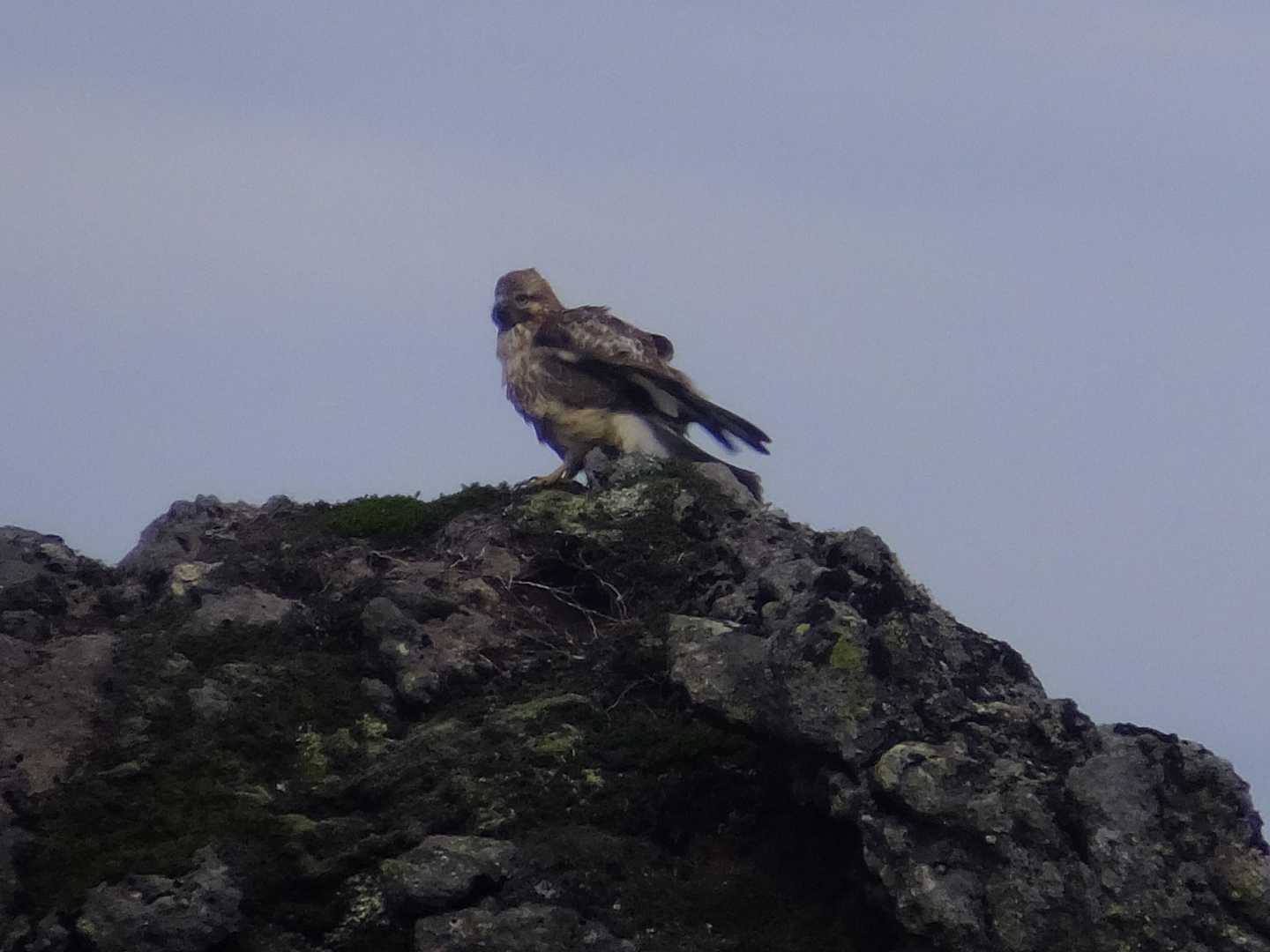 渡り鳥

鷹じゃないよ