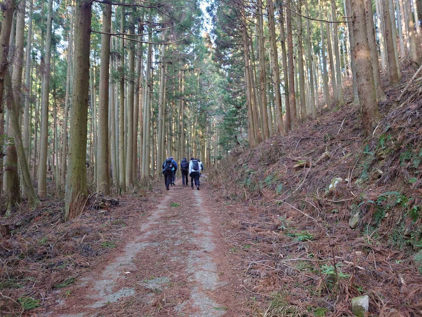 しばらくは雲母谷林道を登ります。
前方を行く一団。