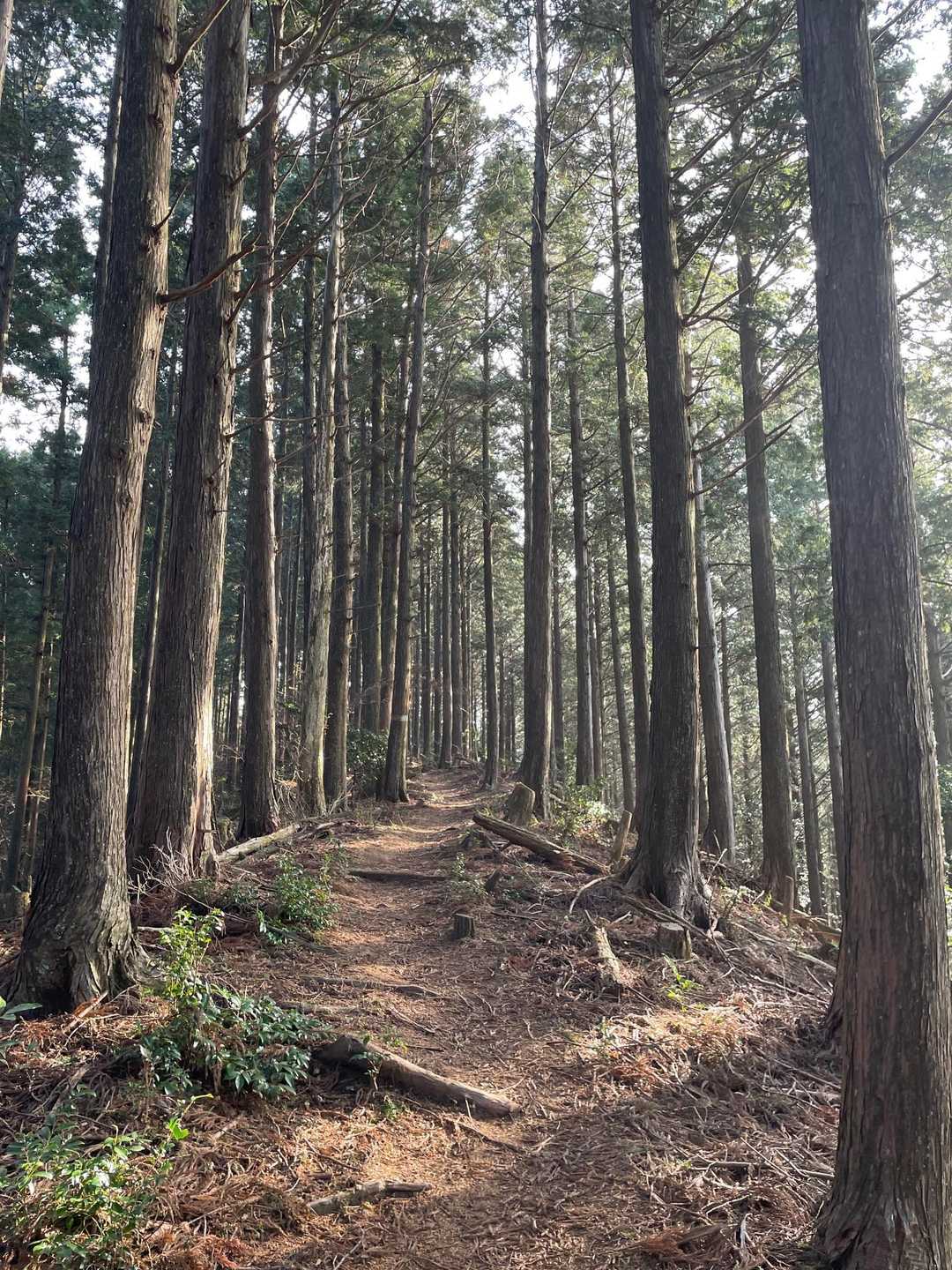 山頂近くはボーナスゾーン✌️