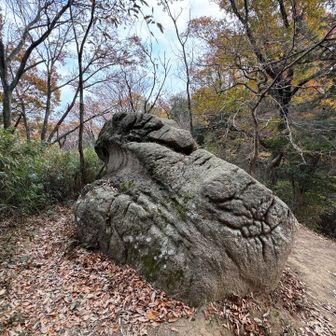 カエル🐸に見えますか？😅