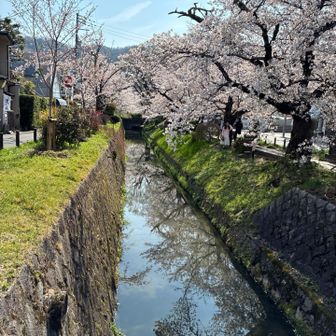 銀閣寺道は桜満開です。