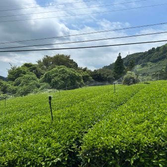 茶畑も水浴びかな💦