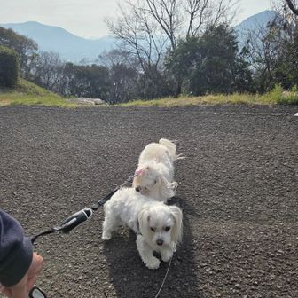 頂上の駐車場までピューン
いつものランだと10分、車だと5分か…頑張ってタイム縮めよう

いざ！
グダグダ…

