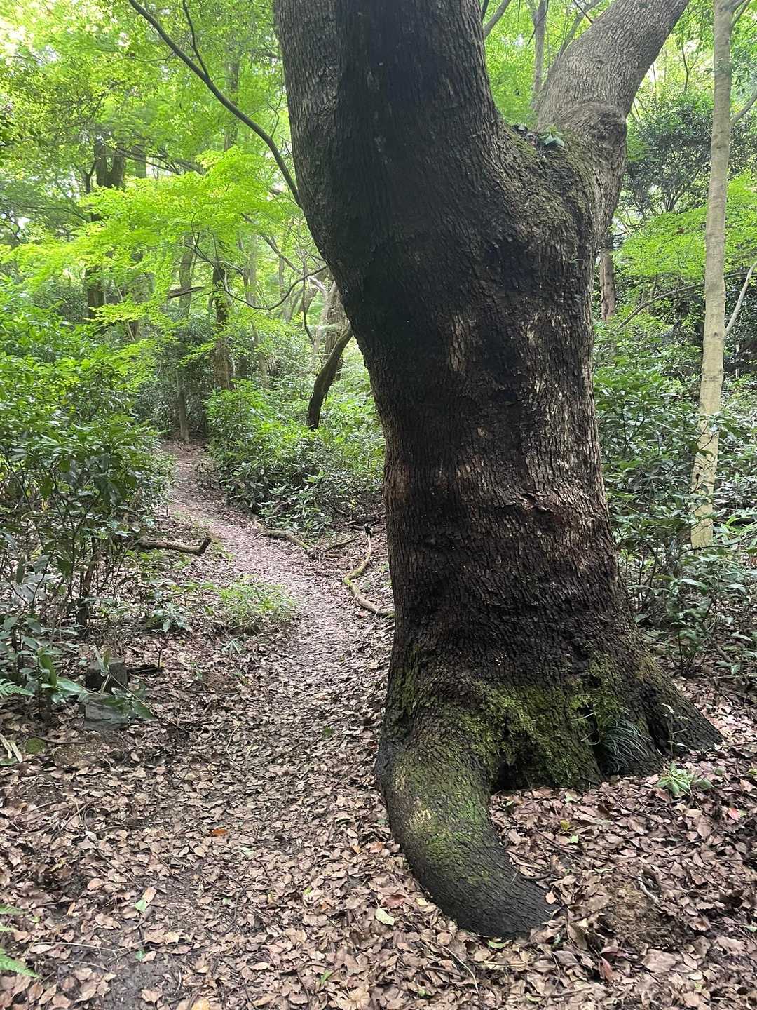 信貴山口駅-高安山 往復コースの写真
