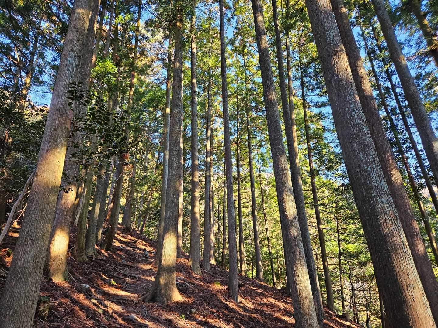 いい感じの登山道🌿