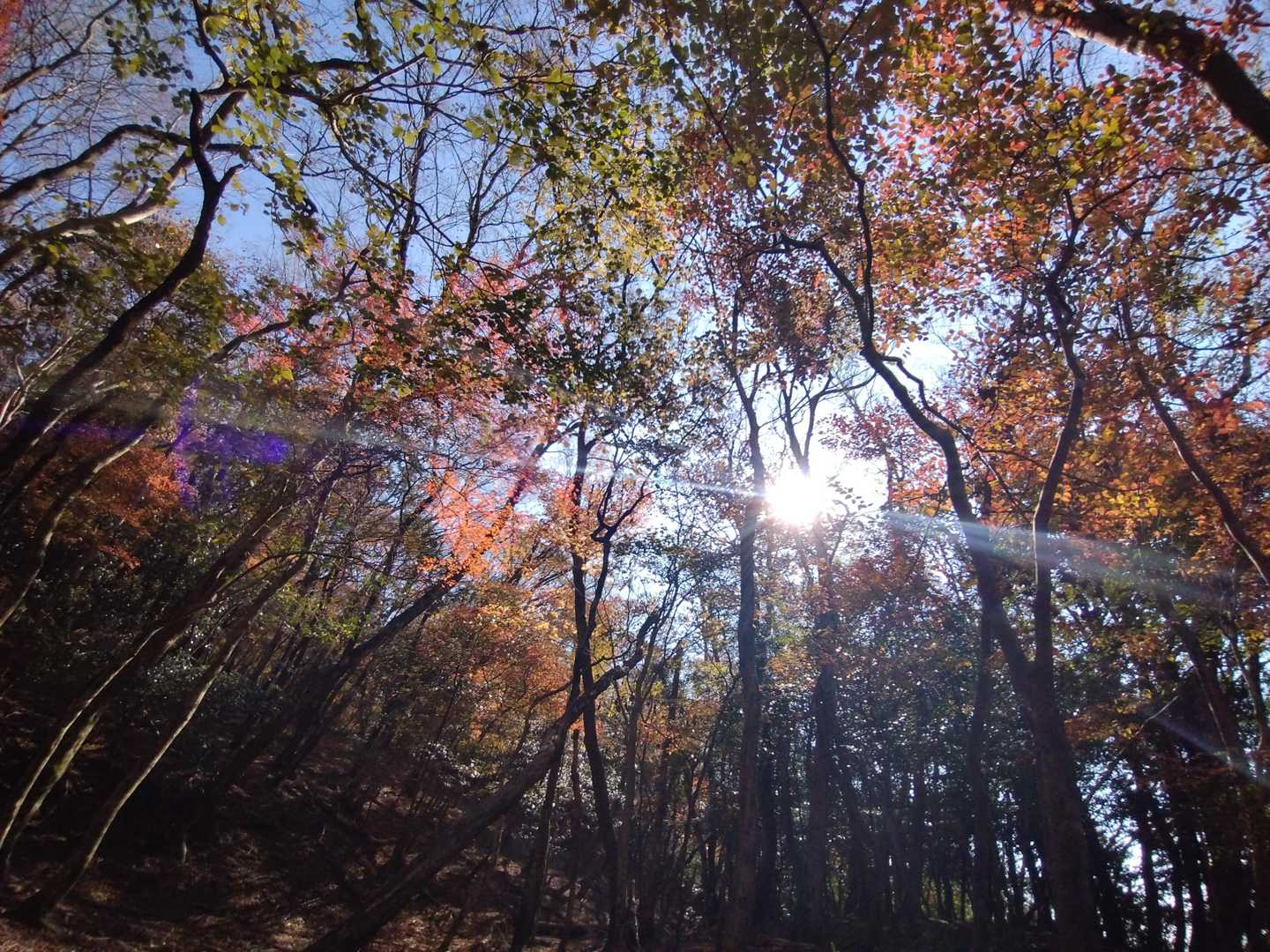 太陽を透かして