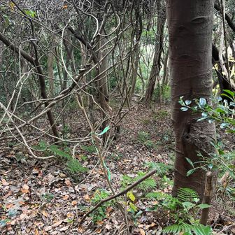 グリーンテープと木に登山道のプレート頼りに薮道を進みます
登山靴じゃないのでグリップきかない💦
滑るし意外と急坂