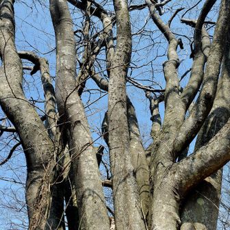 タコ五郎は立派👑