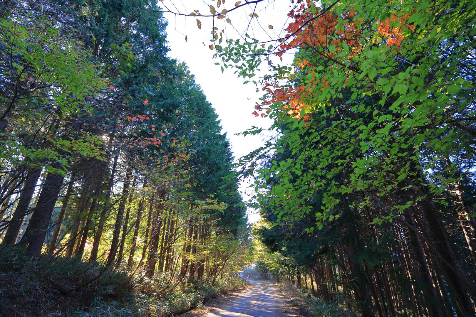 瓢ヶ岳 周回コースの写真
