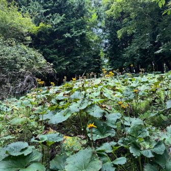 マルバダケブキの群生も🌼