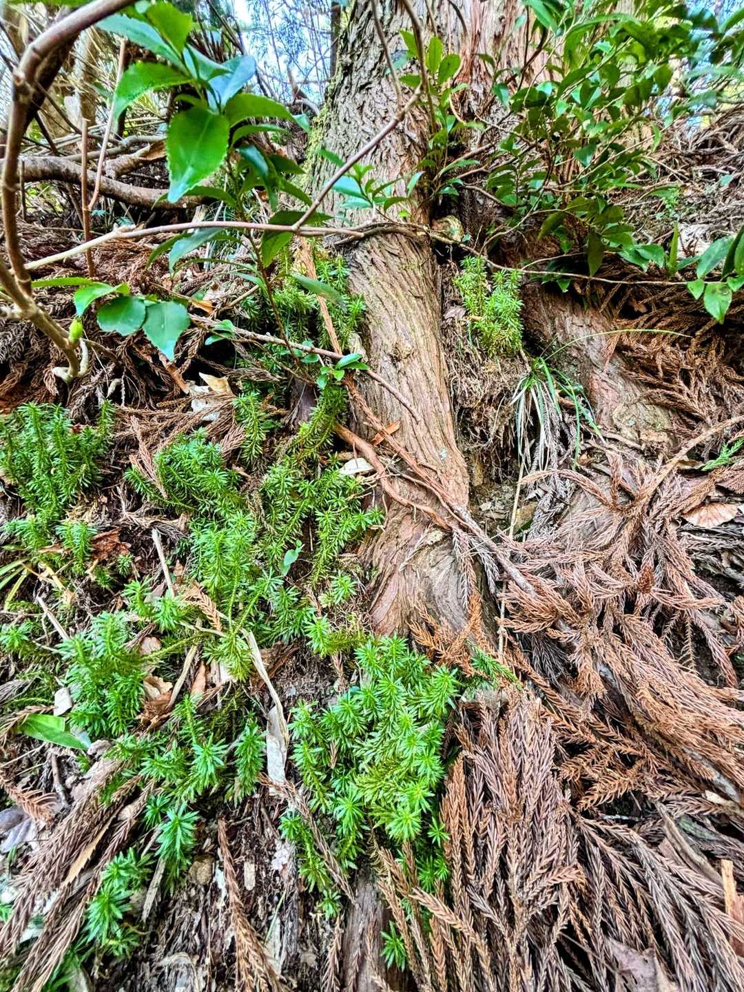 杉の大木の根に
杉の新芽🌱？