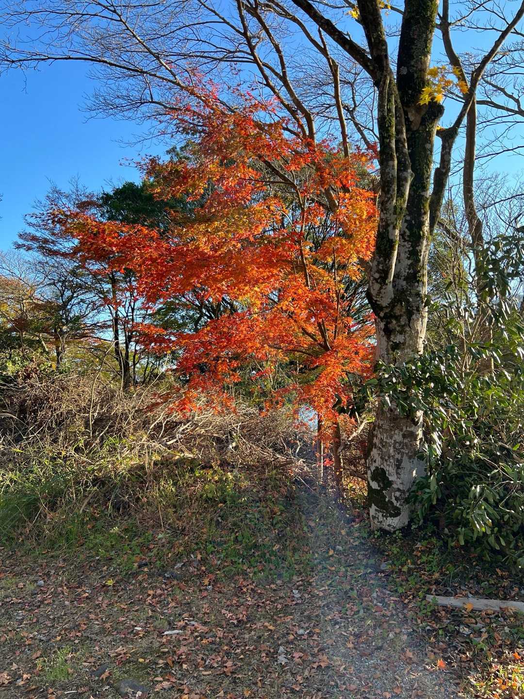 芦ノ湖キャンプ場の紅葉🍁
良い雰囲気のキャンプ場ですね