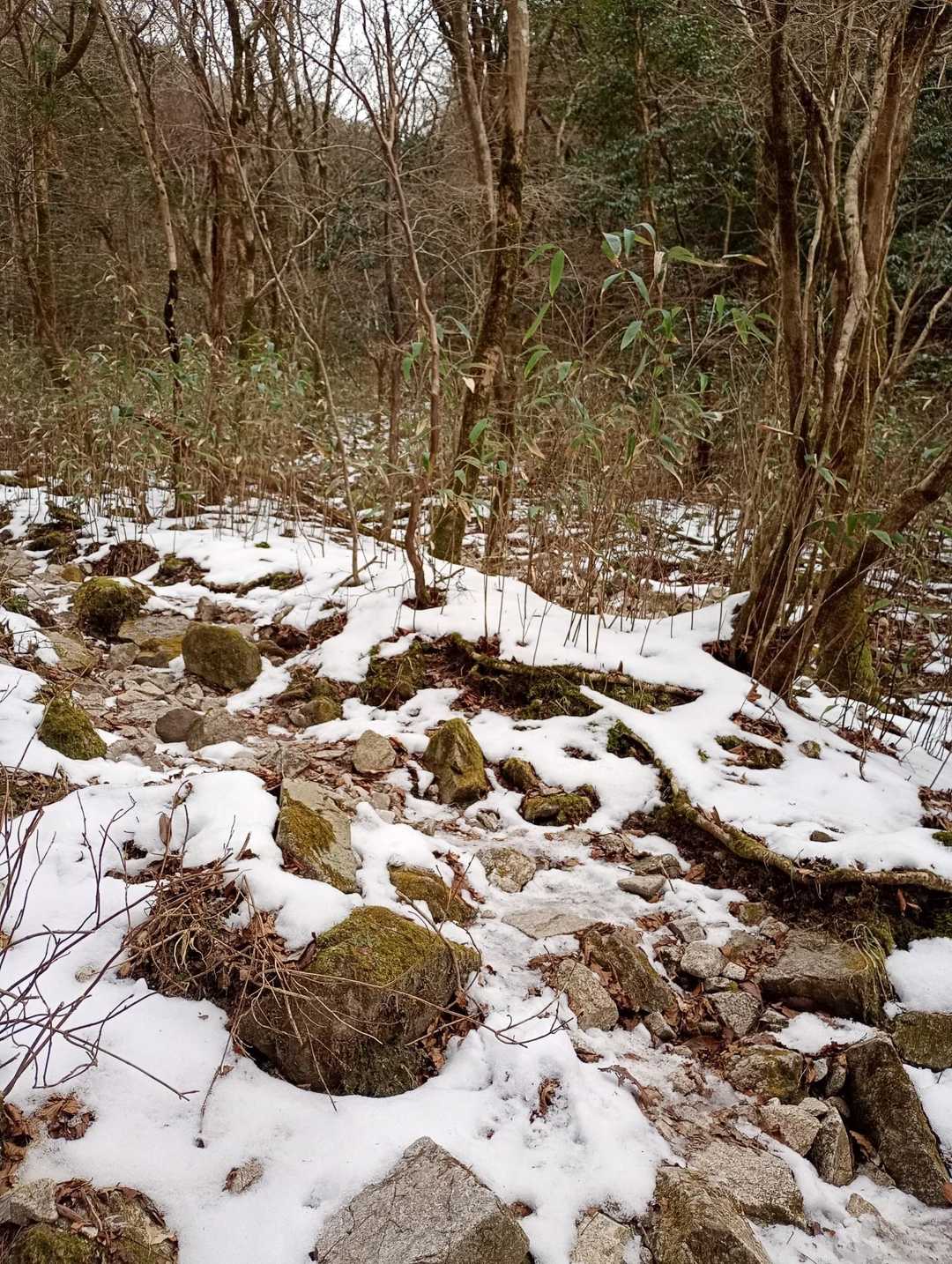 矢筈峠-脊振山 往復コースの写真