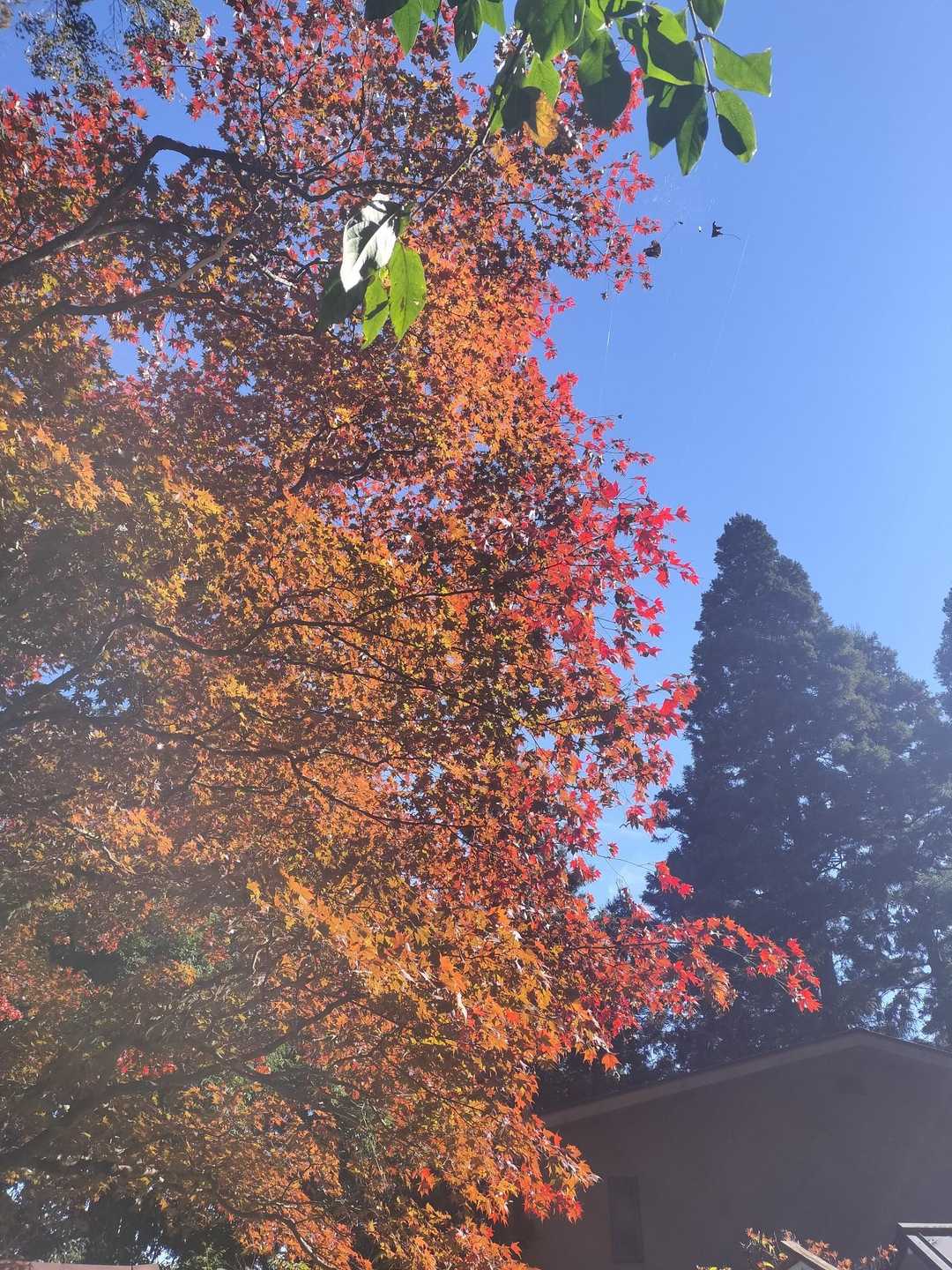 山頂はもみじ祭り🍁

目一杯の日差しを受け、透き通る色付いた葉
葉っぱは、光を浴びると透けるらしい😄