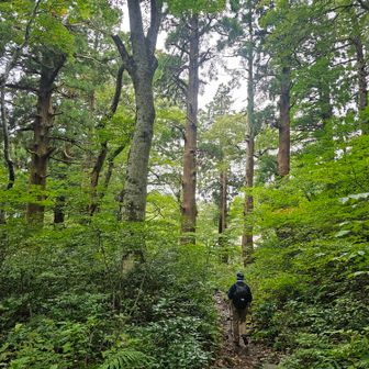 再び山道に入ると、ヒノキの巨木がそびえていました。大川寺や大神山神社奥宮の関係で、保護されてきたのかな。
雨が強くなってきましたが、森の中なのでまだしのげます。
