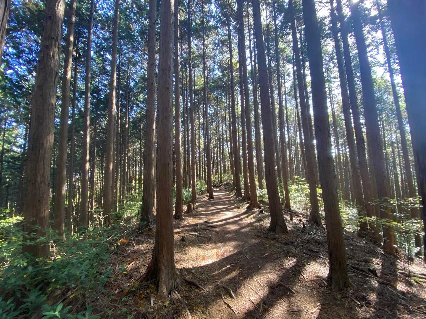 そのままダイトレで紀見峠まで🚶