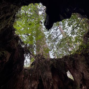 見たかったウィルソン株はもちろん入るよ！中に入ったら右端に寄ってから見上げるといいよ。