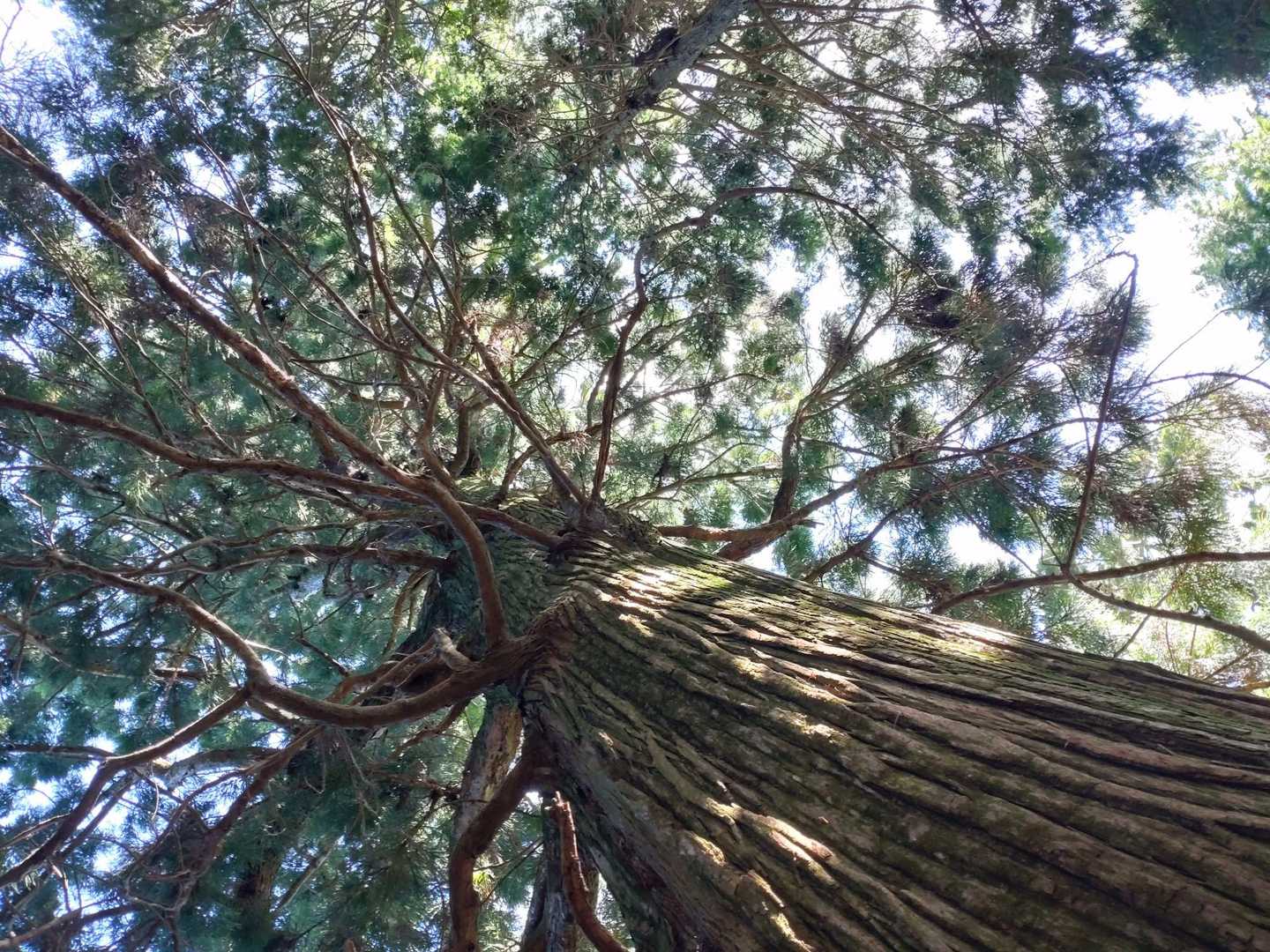 今月は仕事が忙しいのでパワーをチャージ✨🌲
