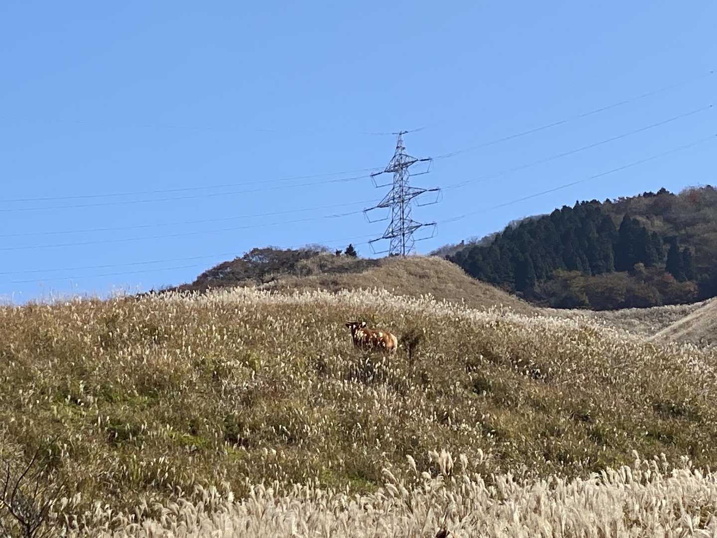 一頭めっちゃ見てました👀