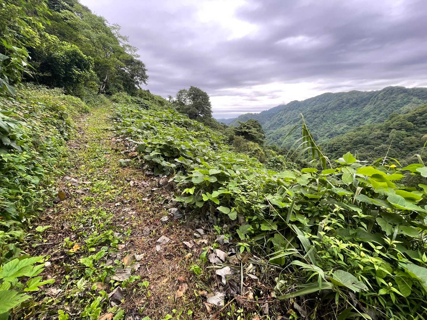 帰りの登り返し😄
刈り払いの道と鋸山方面