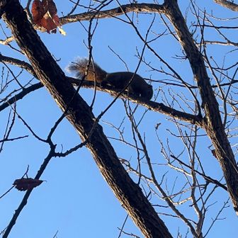 リスも逃げずにパシャり！