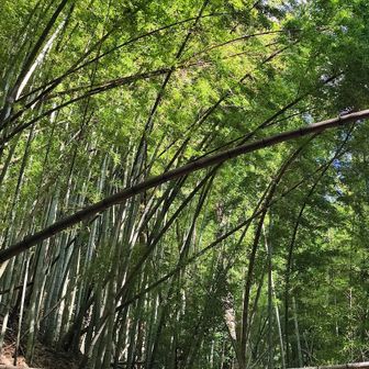 絶対、夏は蚊🦟がいそう😱