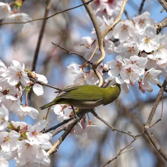 桜の蜜を吸ってます😋