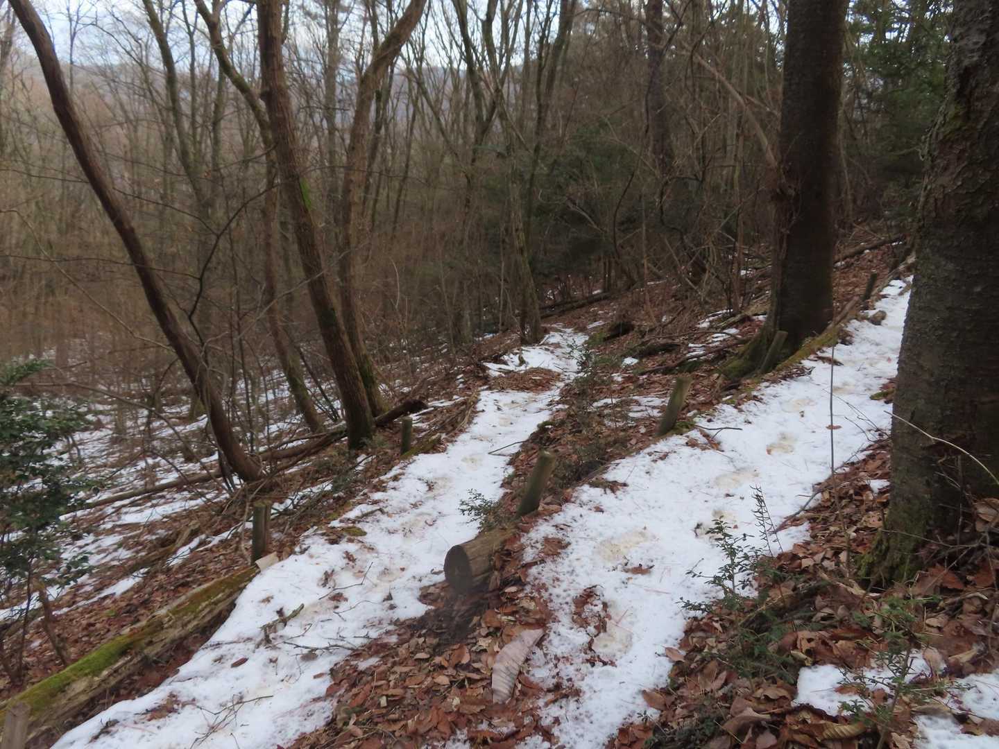 こんなジグザグの道を5分で下りて10分かけて戻りました。地味に疲れました。
でも確か…