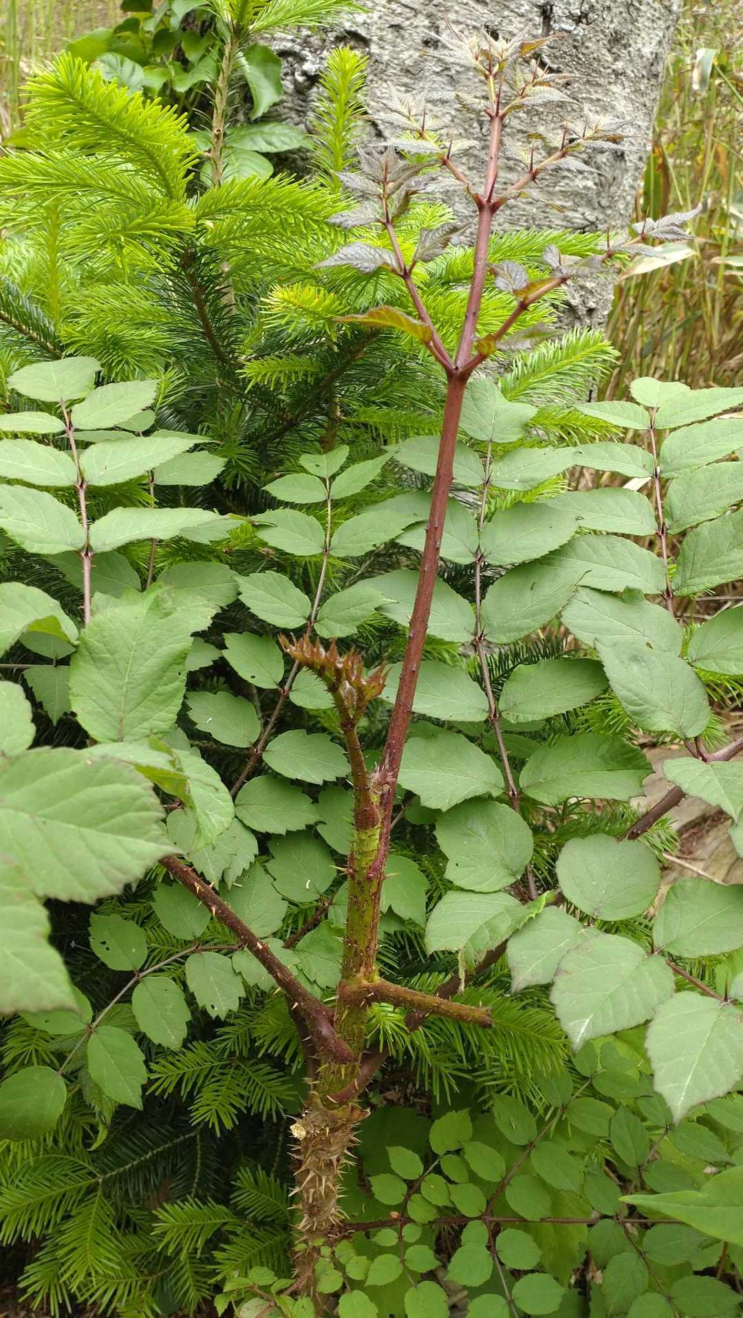 下山時のタラの芽再び