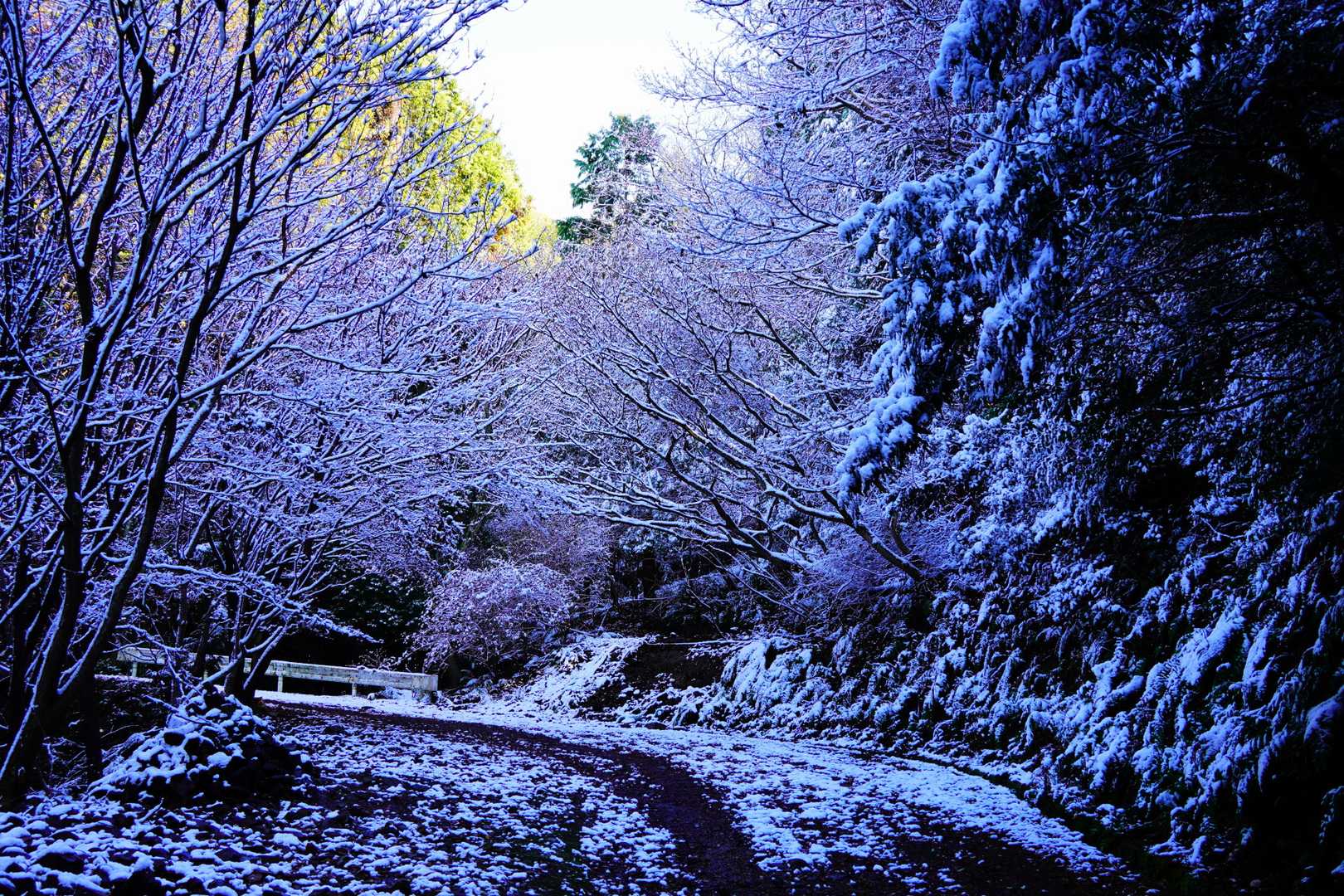 弥勒山登山口-弥勒山登り口-弥勒山 往復コースの写真