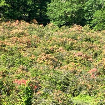 レンゲツツジの群生地