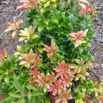 馬酔木の新芽の赤が花のようで綺麗❤